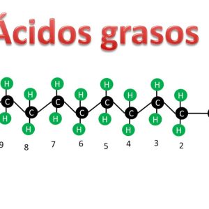 Acidos Grasos que función tienen