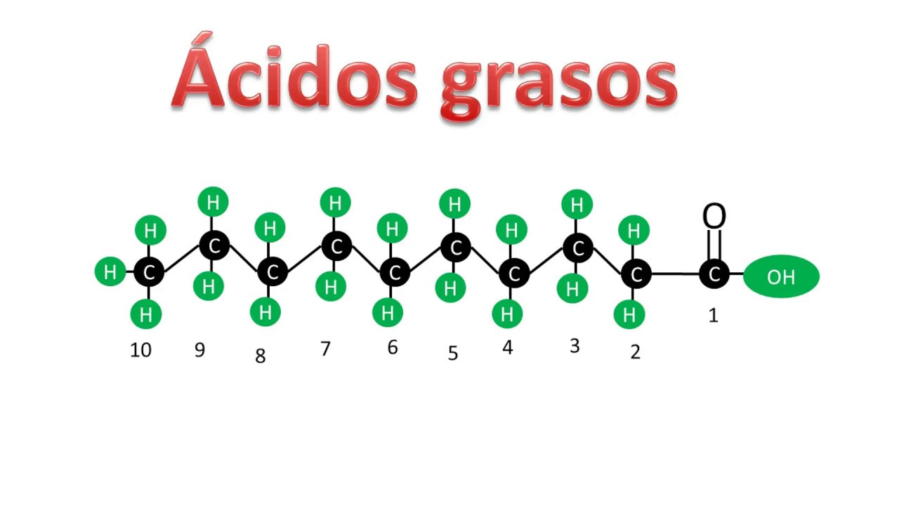 Acidos Grasos que función tienen