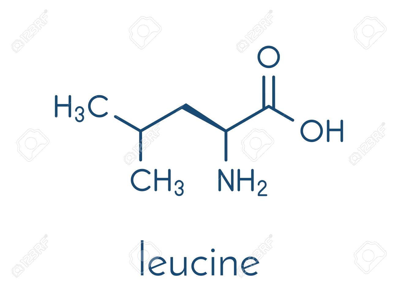 Leucina y el crecimiento muscular